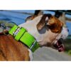 El Perro Juicy Triple 40 mm Fast halsband Wonder Collars