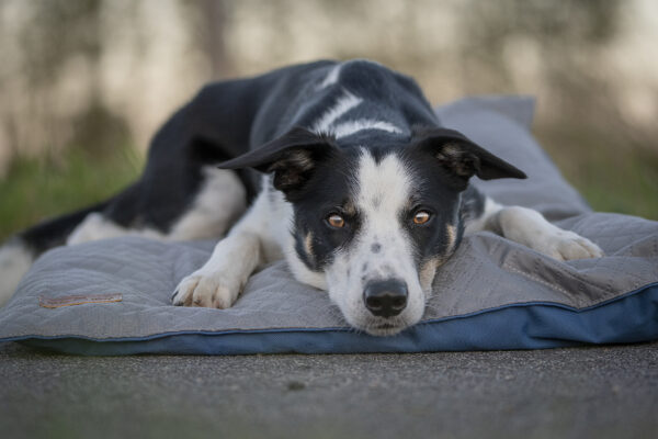 Wild Woof Memory Foam Bädd Bäddar Wonder Collars