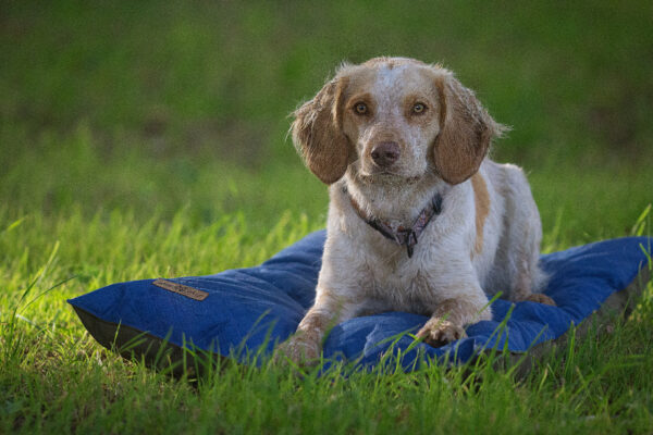 Wild Woof Memory Foam Bädd Bäddar Wonder Collars