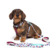 Warsaw Dog Y-sele 20 mm Selar Wonder Collars