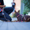 Warsaw Dog Y-sele 25 mm Selar Wonder Collars