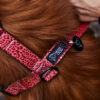 Warsaw Dog Y-sele 25 mm Selar Wonder Collars