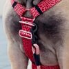 Warsaw Dog Y-sele 50 mm Selar Wonder Collars