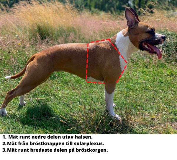 Warsaw Dog Y-sele För Fransk Bulldog 25 mm Selar Wonder Collars