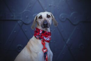 Bandana Hundkläder Wonder Collars