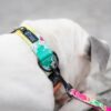 Warsaw Dog Duraflex ® Buckle 25 mm Halsband Wonder Collars