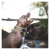 El Perro Halsband 40 mm Halsband Wonder Collars