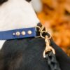 Accdog Biothane® Martingale Med Kedja 19 mm Halsband Wonder Collars