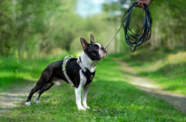 Accdog Biothane® Spårlina 16 mm Koppel Wonder Collars