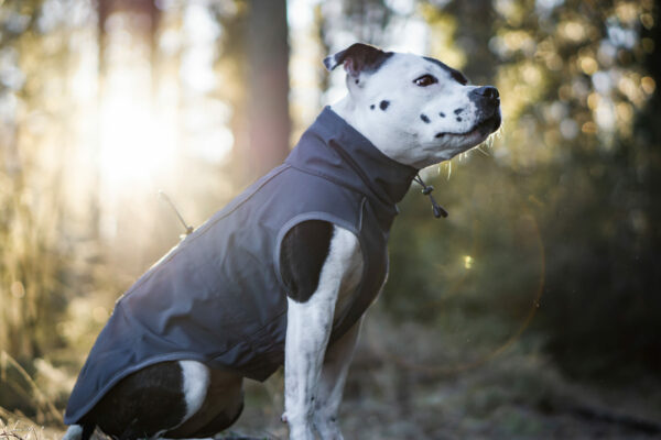 Finnero Sport Softshell Jacka – Mörk Grå Hundkläder Wonder Collars