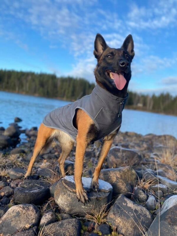 Finnero Sport Softshell Jacka – Mörk Grå Hundkläder Wonder Collars