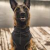 Finnero Sport Softshell Jacka – Mörk Grå Hundkläder Wonder Collars