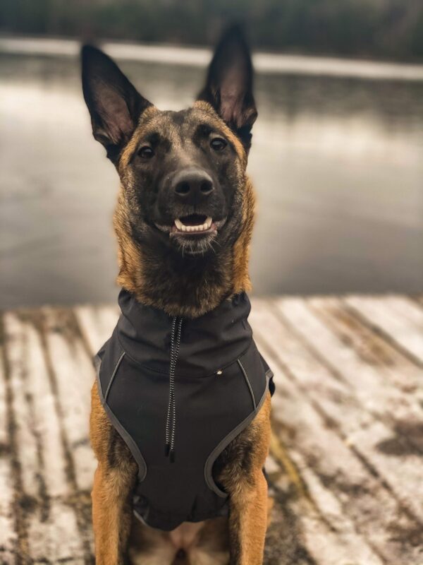 Finnero Sport Softshell Jacka – Mörk Grå Hundkläder Wonder Collars