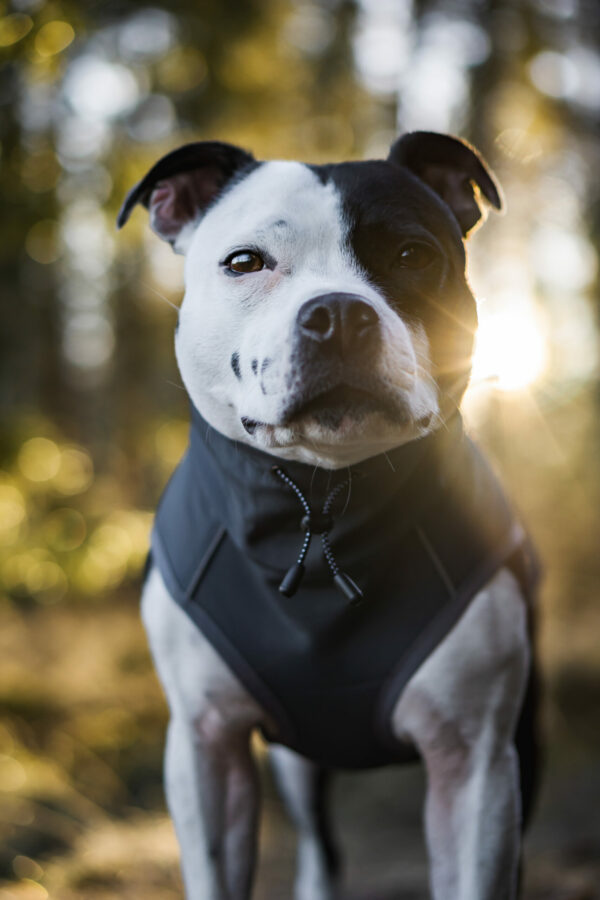 Finnero Sport Softshell Jacka – Mörk Grå Hundkläder Wonder Collars