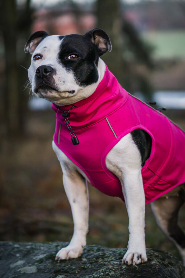 Finnero Sport Softshell Jacka – Rosa Hundkläder Wonder Collars