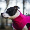 Finnero Sport Softshell Jacka – Rosa Hundkläder Wonder Collars