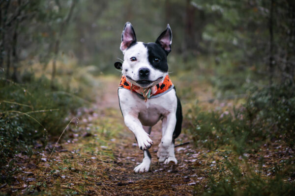 Finnero Forest Reflexväst Hundkläder Wonder Collars