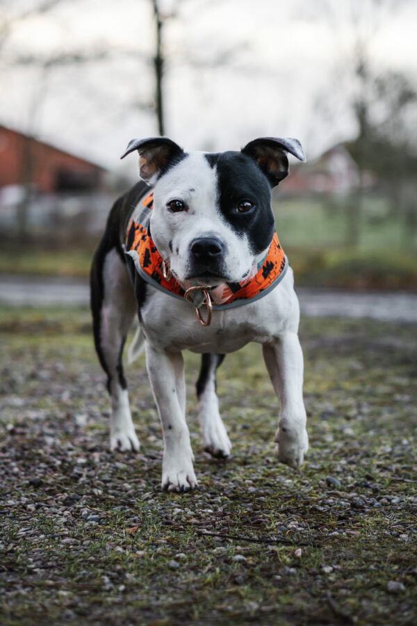 Finnero Forest Reflexväst Hundkläder Wonder Collars