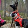 Finnero Ukko Jaktväst Hundkläder Wonder Collars