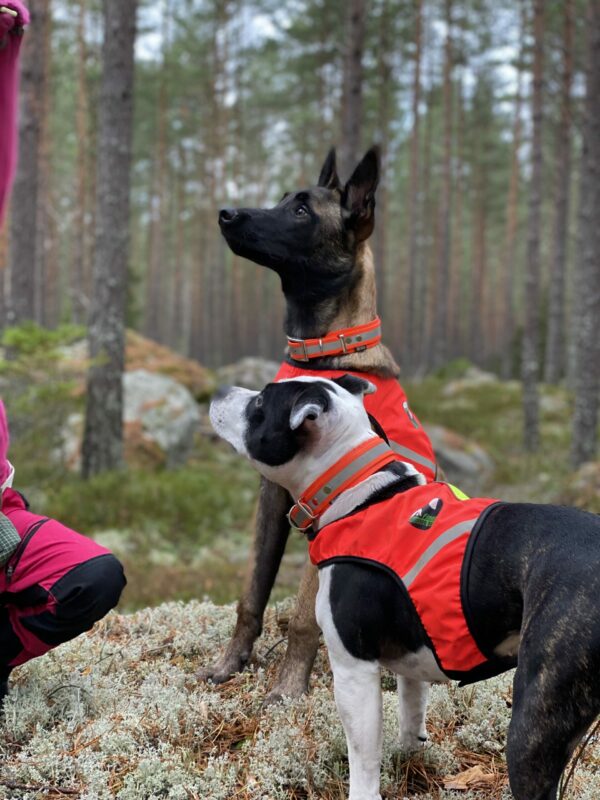 Finnero Ukko Jaktväst Hundkläder Wonder Collars