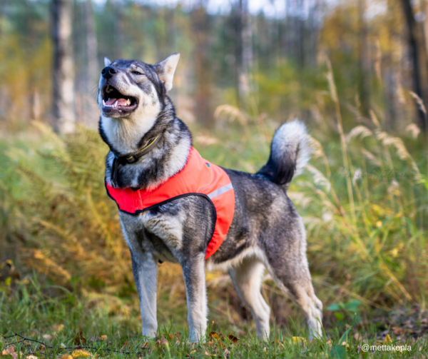 Finnero Ukko Jaktväst Hundkläder Wonder Collars