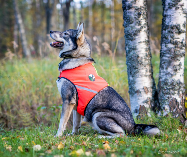 Finnero Ukko Jaktväst Hundkläder Wonder Collars