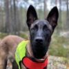 Finnero Ukko Jaktväst Hundkläder Wonder Collars