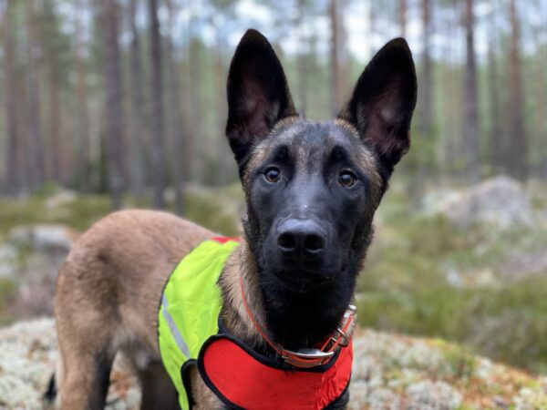 Finnero Ukko Jaktväst Hundkläder Wonder Collars