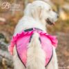 Finnero Ballerina Tikskydd Hundkläder Wonder Collars