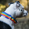 El Perro Martingale 25 mm Halsband Wonder Collars