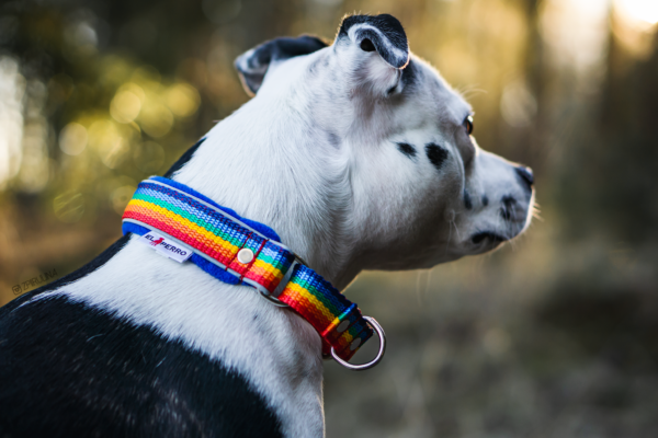 El Perro Martingale 25 mm Halsband Wonder Collars