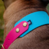 Accdog Biothane® Rainbow Greyhound Halsband 38 mm Halsband Wonder Collars