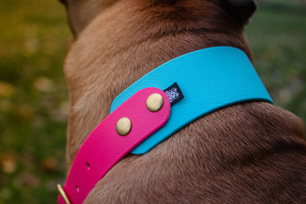 Accdog Biothane® Rainbow Greyhound Halsband 38 mm Halsband Wonder Collars