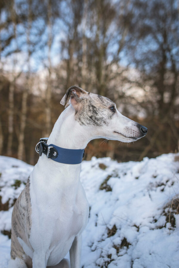 Accdog Biothane® Rainbow Greyhound Halsband 38 mm Halsband Wonder Collars