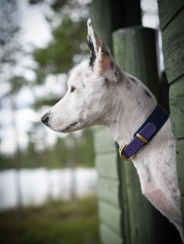 Accdog Biothane® Rainbow Greyhound Halsband 38 mm Halsband Wonder Collars