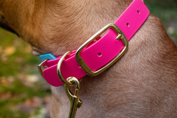 Accdog Biothane® Rainbow Greyhound Halsband 38 mm Halsband Wonder Collars