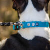 Accdog Biothane® Halsband Med Duraflex® 16 mm Halsband Wonder Collars