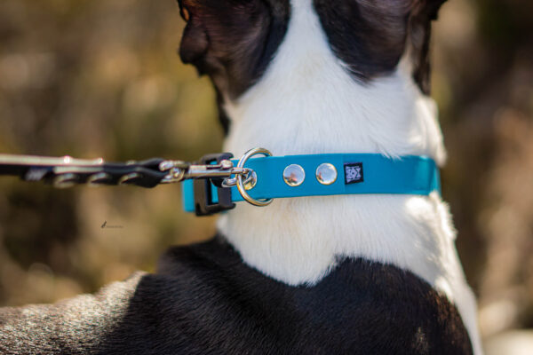 Accdog Biothane® Halsband Med Duraflex® 16 mm Halsband Wonder Collars