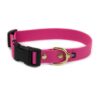 Accdog Biothane® Halsband Med Duraflex® 16 mm Halsband Wonder Collars