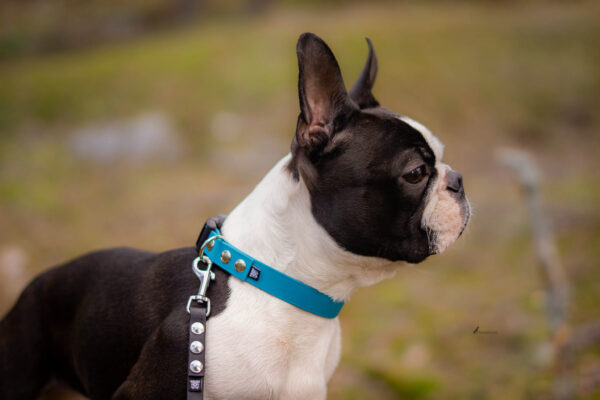 Accdog Biothane® Halsband Med Duraflex® 16 mm Halsband Wonder Collars