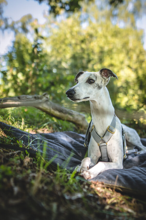 Wild Woof Dyna Bäddar Wonder Collars