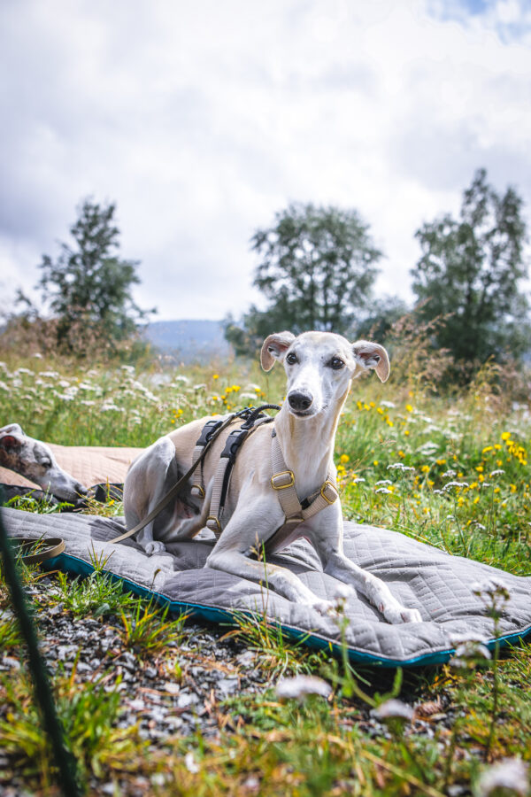 Wild Woof Dyna Bäddar Wonder Collars