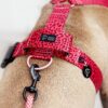 Warsaw Dog Sport Y-sele 50 mm Selar Wonder Collars