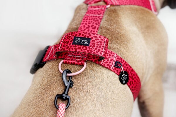 Warsaw Dog Sport Y-sele 50 mm Selar Wonder Collars