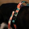 Warsaw Dog Sport Y-sele 25 mm Selar Wonder Collars