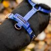 Warsaw Dog Sport Y-sele 20 mm Selar Wonder Collars