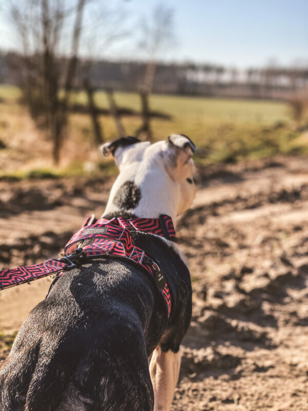 Warsaw Dog Sport Y-sele 35 mm Selar Wonder Collars