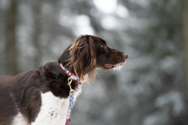 Accdog Biothane® Rainbow City Koppel 16 mm Koppel Wonder Collars