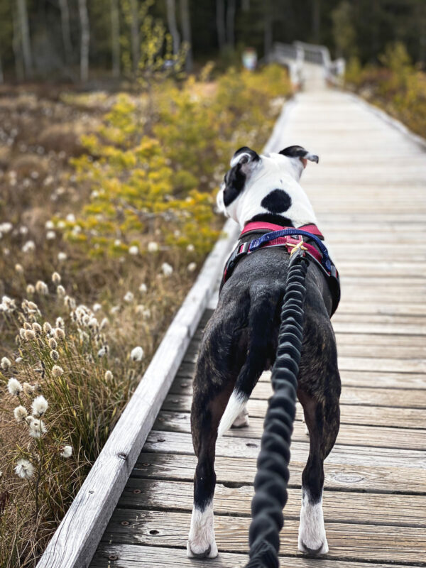 Wild Woof Expanderlina Koppel Wonder Collars