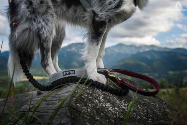 Wild Woof Expanderkoppel Med Handtag 25 mm Koppel Wonder Collars